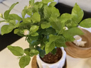 開(kāi)時(shí)果 茉莉花盆栽濃香型 桌面綠植物陽(yáng)臺花卉樹(shù)苗盆景擺件源頭直發(fā)包郵 茉莉花5-10株【素雅盆+底座】 曬單實(shí)拍圖