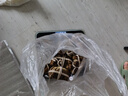 【禮券】蟹行萬(wàn)家大閘蟹禮品卡螃蟹券中秋大閘蟹禮盒4對8只裝 1888型 公3.5兩母2.5兩 4對 8只 曬單實(shí)拍圖