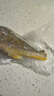 GUO LIAN國聯(lián)三去黃花魚(yú)2條共凈重2斤國產(chǎn)寧德東海大黃魚(yú)中秋聚餐海鮮食材 曬單實(shí)拍圖