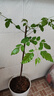 白蘭花盆栽玉蘭花樹苗帶花苞黃蘭陽臺(tái)庭院濃香型花卉四季花卉植物 白蘭3年苗高40-50cm 曬單實(shí)拍圖