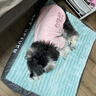 Cheepet趣派狗狗衣服基礎打底兩腿衣雪納瑞馬爾濟斯日常柔軟內搭狗狗衣服 米色 L胸44背30（建議6-9斤） 曬單實(shí)拍圖
