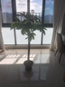大型植物發(fā)財樹(shù)各種大顆盆栽開(kāi)業(yè)喬遷客廳辦公室內好養大型綠植 獨桿發(fā)財樹(shù)1.1-1.2米+黑福盆 曬單實(shí)拍圖