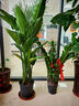 雙盟天堂鳥大型植物客廳綠植盆栽辦公室內(nèi)好養(yǎng)1.4-1.5m原盆源頭直發(fā) 曬單實(shí)拍圖