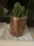 多肉植物仙人掌盆栽室內肉肉仙人球小盆栽開(kāi)花可愛(ài)桌面綠植 萬(wàn)重山+玻璃盆+黃金砂+營(yíng)養土 含盆 曬單實(shí)拍圖
