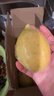 【果園直發(fā)】正宗無(wú)籽廣東香水檸檬【黃果】鴨屎香奶茶店專(zhuān)用 香水檸檬黃果5斤裝45克--230克 曬單實(shí)拍圖