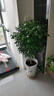 愛(ài)優(yōu)尚幸福樹(shù)盆栽客廳室內大型綠植辦公室喬遷新家綠寶凈化空氣源頭直發(fā) 曬單實(shí)拍圖