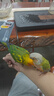 開(kāi)元 鸚鵡幼鳥(niǎo)奶粉手養雛鳥(niǎo)糧營(yíng)養粉面食虎皮玄風(fēng)鳥(niǎo)食飼料桶裝 750g 曬單實(shí)拍圖