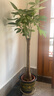 植男植女發(fā)財樹(shù)大型盆栽客廳室內真綠植辦公室開(kāi)業(yè)送禮獨桿招財樹(shù)源頭直發(fā) 曬單實(shí)拍圖