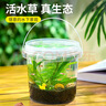 智宙生態(tài)瓶diy材料生態(tài)魚(yú)缸手提塑料桶生態(tài)瓶微景觀(guān)魚(yú)科學(xué)生態(tài)瓶觀(guān)賞 科學(xué)生態(tài)瓶【不含魚(yú)】【送綠菊水草】 曬單實(shí)拍圖