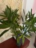 帶根富貴竹水培植物室內(nèi)綠植客廳盆栽招財(cái)粗桿水養(yǎng)節(jié)節(jié)高特級(jí)竹子 【10顆】特級(jí)富貴竹66-76cm 曬單實(shí)拍圖