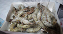 京鮮港 越南黑虎蝦凈重2斤 加大號20-30只/盒大蝦海鮮活凍 聚餐送禮家庭 曬單實(shí)拍圖