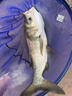 猛攻突擊鰱三代鰱鳙輕量大物竿魚(yú)竿手桿超輕超硬碳素釣魚(yú)竿臺釣竿 7.5m 突擊鰱三代（大禮包） 曬單實(shí)拍圖