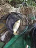 釣魚(yú)神器超聲波誘魚(yú)器黑科技全自動(dòng)2025新款聲納探魚(yú)器太陽(yáng)能聲波 三根（瘋狂來(lái)魚(yú)）買(mǎi)二給三 曬單實(shí)拍圖