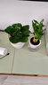 豆瓣綠碧玉盆栽花卉綠植桌面小盆栽室內觀(guān)賞辦公室 豆瓣綠+加侖盆 曬單實(shí)拍圖