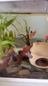 瘋狂水草魚(yú)缸水草植物直接入缸火山石魚(yú)缸造景套餐20-40cm缸源頭直發(fā)包郵a 曬單實(shí)拍圖