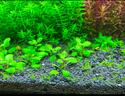 尼特利1號大師水草泥魚(yú)缸專(zhuān)用水藻泥生態(tài)草缸底砂營(yíng)養土2L/袋 曬單實(shí)拍圖
