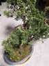 御春閣老樁濟州真柏苗 真柏曼苗 日本紀州真柏 真柏造型盆景 造型盆景  濟州真柏40厘米高左右 曬單實(shí)拍圖