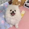 春燕美寵純種博美幼犬博美犬茶杯犬寵物狗活體白色長(cháng)不大的茶杯狗小狗幼崽 曬單實(shí)拍圖