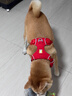 拉夫威爾ruffwear福朗特胸背狗狗胸背帶大小型犬拉布拉多背心式牽引背帶 峽谷紅 M 曬單實(shí)拍圖