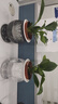 愛(ài)琴灣金鉆綠植物公主甲醛盆栽室內辦公室四季常青凈化空氣客廳花卉 熱銷(xiāo)：【買(mǎi)一送一】透明+灰色魚(yú)缸吸水盆+2份吸毒王 整體高度20-25/單株綠公主 曬單實(shí)拍圖