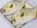 翔泰 海南深海金鯧魚(yú)2.4斤/3-4條凈重 BAP認證 生鮮魚(yú)類(lèi) 海鮮水產(chǎn)中秋 曬單實(shí)拍圖