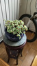 多肉大型多肉老樁蘋(píng)果植物藍精靈群生好養室內綠植辦公室盆栽陽(yáng)臺 勞爾25cm左右(脫土發(fā)貨) 曬單實(shí)拍圖