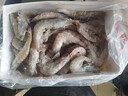 云儲生活大蝦生鮮特大號海捕白對蝦鮮活冷凍新鮮鹽凍青蝦2030 一箱凈重3斤 曬單實(shí)拍圖