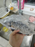 鮮活烏鯽魚(yú)200-300g/條 曬單實(shí)拍圖