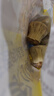 皇家小虎香菇豬肉燒麥40個(gè)/4斤 早餐半成品糯米燒賣(mài)兒童學(xué)生早點(diǎn)源頭直發(fā) 曬單實(shí)拍圖