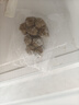 鮮京采正宗潮汕牛肉丸+牛筋丸 組合裝 4斤 250g*8袋 火鍋食材特惠裝  曬單實(shí)拍圖