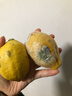 廣東香水黃檸檬包郵新鮮水果檸檬精選皮薄奶茶店專(zhuān)用整箱 現貨 檸檬兩粒單果50g+ 曬單實(shí)拍圖