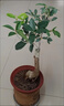 嫁接桂花樹(shù)苗盆栽濃香型四季庭院地栽金桂矮樁室內花卉好養小盆景 嫁接金桂3年苗【當年開(kāi)花】 曬單實(shí)拍圖