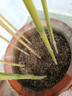 竹子苗庭院室內外觀(guān)賞盆栽黃金竹青竹紫竹苗毛青竹苗金鑲玉竹子苗 金鑲玉【帶土包活】 1厘米粗10顆【1.5米高】 曬單實(shí)拍圖