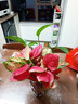 沭之美吉利紅水培植物如意綠植花 吉利紅1株+如意1株不含盆 源頭直發(fā) 曬單實(shí)拍圖