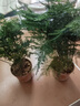 文竹盆景植物 室內綠色盆栽桌面吸甲醛凈化空氣觀(guān)葉花卉綠植 大文竹5年苗【2盆】 不含盆 曬單實(shí)拍圖