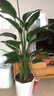 花財主天堂鳥(niǎo)盆栽辦公室大型綠植客廳盆栽家用吸甲醛凈化空氣綠植 5-6天堂鳥(niǎo)1.2-1.3m【梯形盆】 曬單實(shí)拍圖