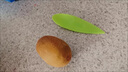 靜益樂(lè )源黃心獼猴桃 金果奇異果 新鮮水果 5斤果王單果130-150g 曬單實(shí)拍圖