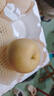 澤華果品山東煙臺棲霞奶油蘋(píng)果牛奶蘋(píng)果水果送禮團購源頭直發(fā)包郵 凈重4.5-5斤單果80mm+ 源頭直發(fā) 曬單實(shí)拍圖