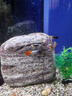 CRAZY PLANT大型孔雀魚(yú)大號5cm觀(guān)賞魚(yú)活魚(yú)苗熱帶淡水耐活金魚(yú)特大號精品鳳尾 夢(mèng)幻調色盤(pán)藝術(shù)家組合（共8條） 曬單實(shí)拍圖