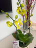 【蝴蝶蘭盆栽帶盆】帶花帶花苞室內(nèi)花卉高端綠植年貨喜慶植物花卉 黃色系3劍蝴蝶蘭【品種隨機(jī)】北歐盆 曬單實(shí)拍圖