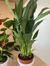 紅掌盆栽白粉掌一帆風(fēng)順帶花特大號花卉室內客廳面水培植物好養 約30cm紅掌+白掌-2個(gè)早安盆 帶盆栽好 曬單實(shí)拍圖