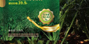 長(cháng)虹油99油菜種子高產(chǎn)雜交油菜種子出油率高矮桿耐寒抗病抗倒油菜 1袋【100g】移栽一畝地送硼肥 曬單實(shí)拍圖