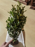 邇英閣黃楊盆景耐寒辦公室內盆栽四季常青好養客廳花卉庭院樹(shù)苗桌 黃楊盆栽35厘米高 不含盆  根部帶土球發(fā)貨  包成活 曬單實(shí)拍圖