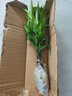 花行榜竹柏盆栽水培驅蚊植物綠植盆栽四季常青10棵（不含瓶）源頭直發(fā) 曬單實(shí)拍圖