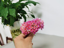 歡樂(lè )鐵塔（Chamei）法國原裝進(jìn)口無(wú)酒精0度氣泡酒紅白葡萄汁有機認證蘋(píng)果汁750ml 覆盆子汁750mL1瓶 歡樂(lè )鐵塔 曬單實(shí)拍圖