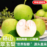 京地達梨碭山翠玉梨翠冠梨新鮮梨子中秋水果凈重8.8斤單果250g+源頭直發(fā) 曬單實(shí)拍圖