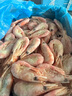 墨妍御鮮 北極甜蝦冰蝦北極蝦帶籽頭籽腹籽 頭膏腹籽 大號規格 生鮮 蝦類(lèi) 頭腹籽混合裝 3斤(凈重)  90-120 曬單實(shí)拍圖