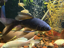 臺灣純種普身蝴蝶鯉觀(guān)賞魚(yú)冷水魚(yú)大鰭大尾冷水魚(yú)好養耐活包郵包活 貴妃黑白黃紅5-8公分各1條 曬單實(shí)拍圖
