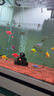 天使魚(yú)活體群游魚(yú)觀(guān)賞魚(yú)淡水斑馬魚(yú)孔雀魚(yú)七彩色金魚(yú)好養新手魚(yú) 20條6色隨機3.2-4.5厘米 曬單實(shí)拍圖