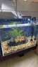 坤寧王金晶超白玻璃魚(yú)缸40*30方缸家用小型裸缸桌面造景溪流缸烏龜缸 曬單實(shí)拍圖